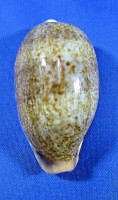 Erronea caurica elongata